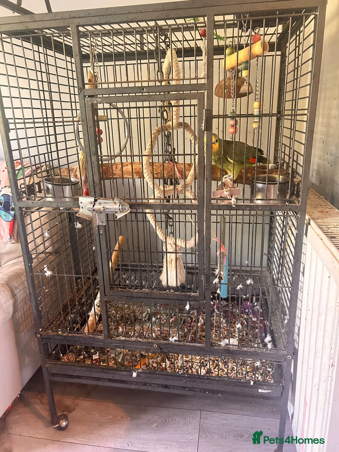 Parrots birds for sale: orange wing amazon and cage  - Advert 2