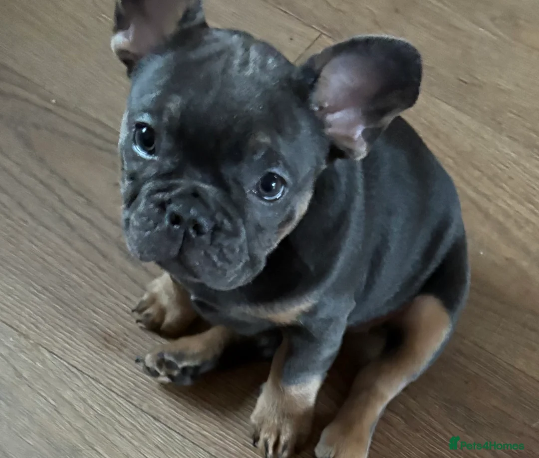 French Bulldog dogs for sale: mrs karen  - Advert 17
