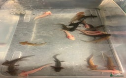 Other/Mixed Breed fish for sale: Axolotl‘s - Image 5