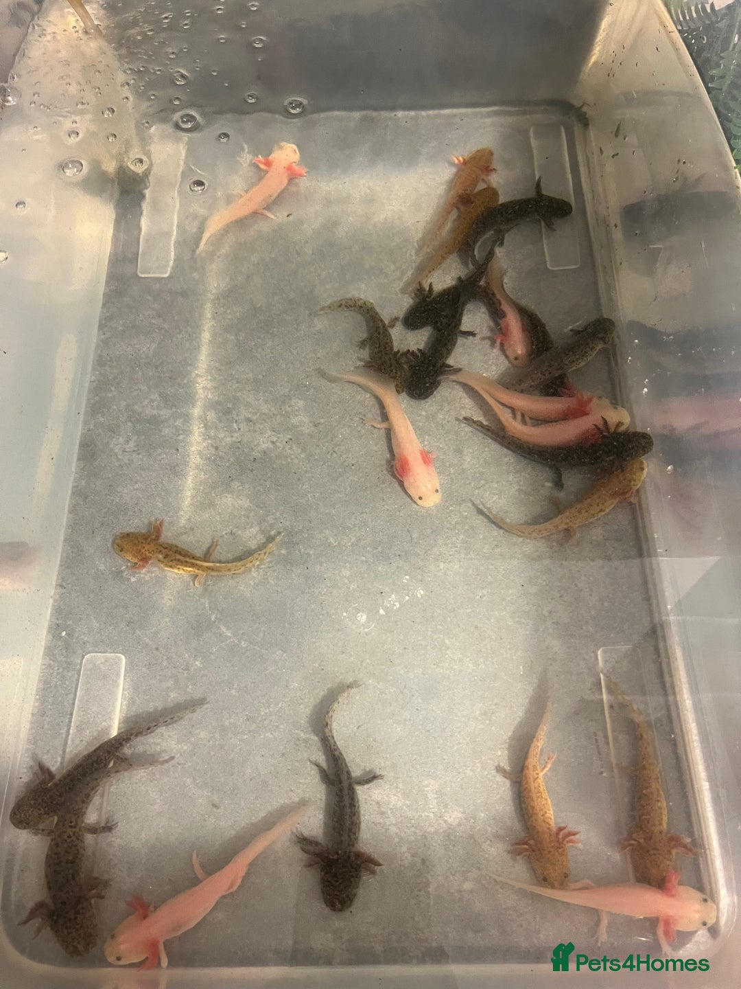 Other/Mixed Breed fish for sale: Axolotl‘s - Image 5