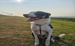 Border Collie dogs for sale: Border Collie - Image 4