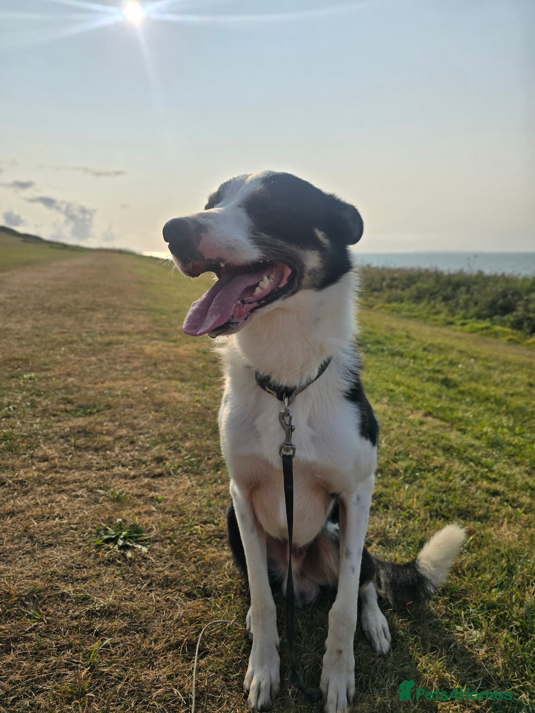 Border Collie dogs for sale: Border Collie - Image 4
