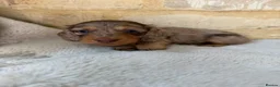 Miniature Dachshund dogs for sale: READY NOW KC Long-Haired Miniature Dachshund girl - Advert 25