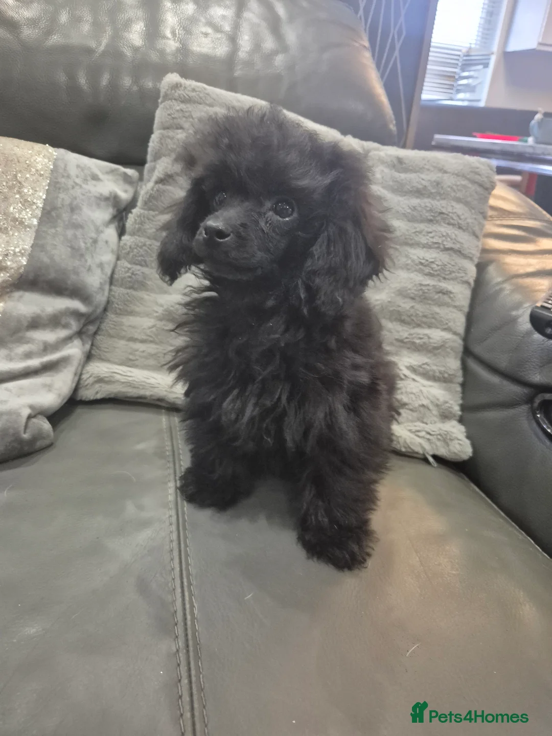 Toy Poodle dogs for sale: Poodle boys (toy x aisan) - Advert 13