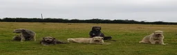 Irish Wolfhound dogs for stud: Irish Wolfhound Stud - Advert 5