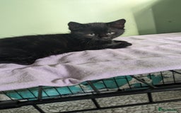 Mixed Breed cats for sale: Beautiful kittens - Image 17