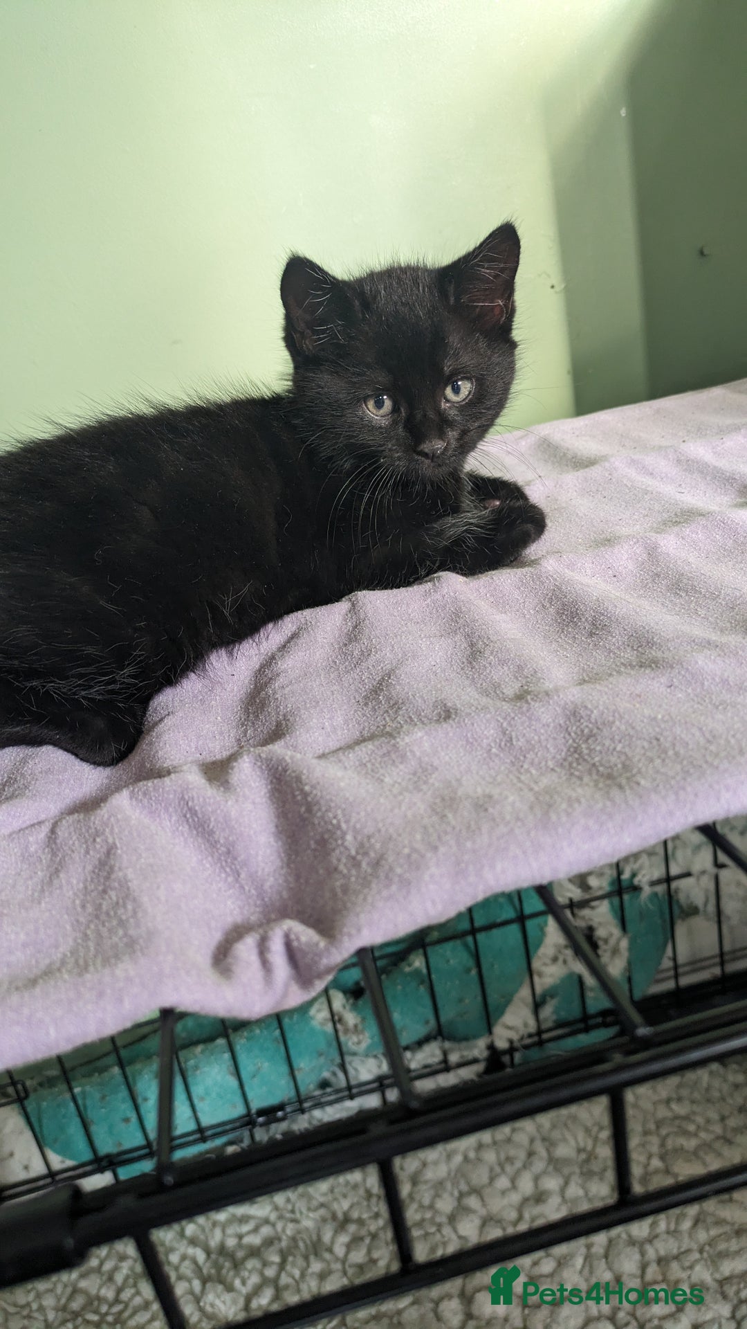 Mixed Breed cats for sale: Beautiful kittens - Image 17