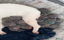 French Bulldog dogs for stud: Solid Isabella Frenchie Stud - Image 5