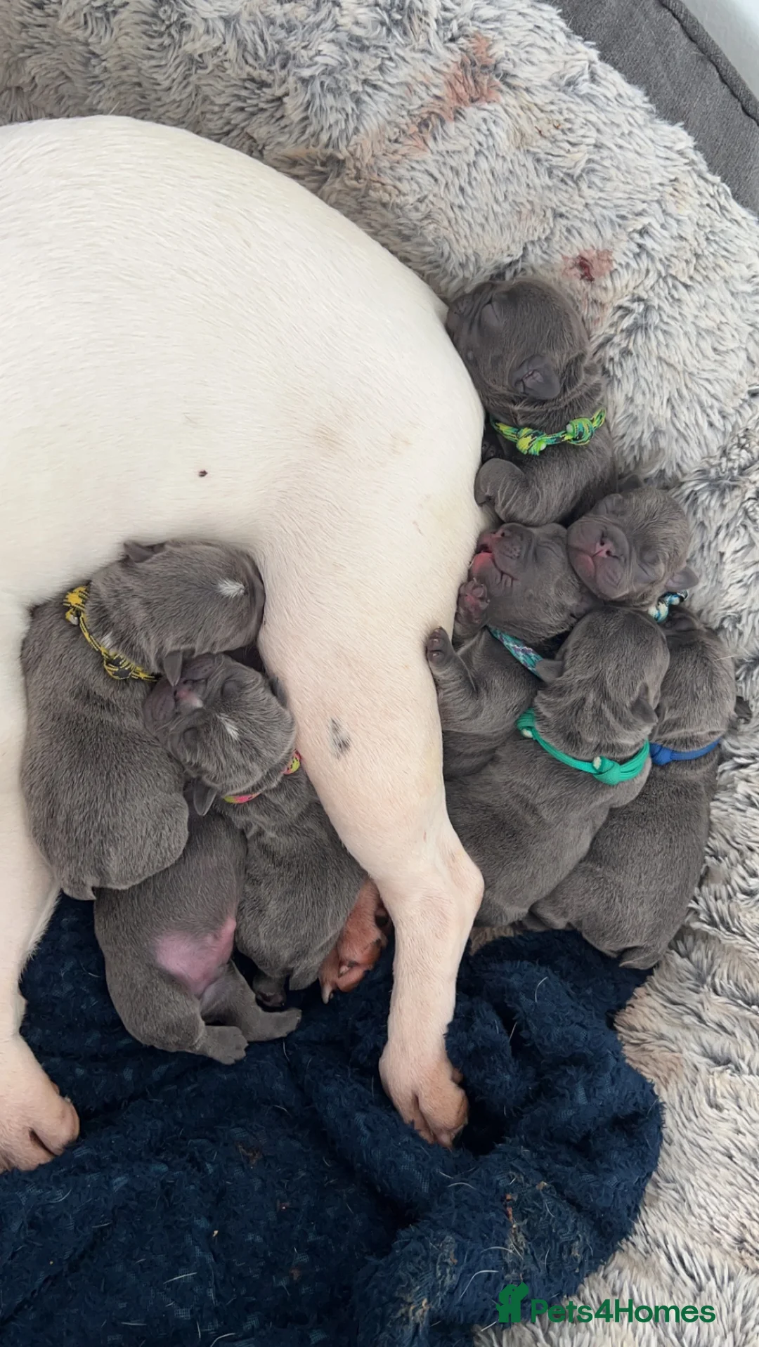 French Bulldog dogs for stud: Solid Isabella Frenchie Stud - Advert 5