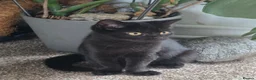 British Shorthair cats for sale: Beautiful Mixed BSH Kittens - Advert 11