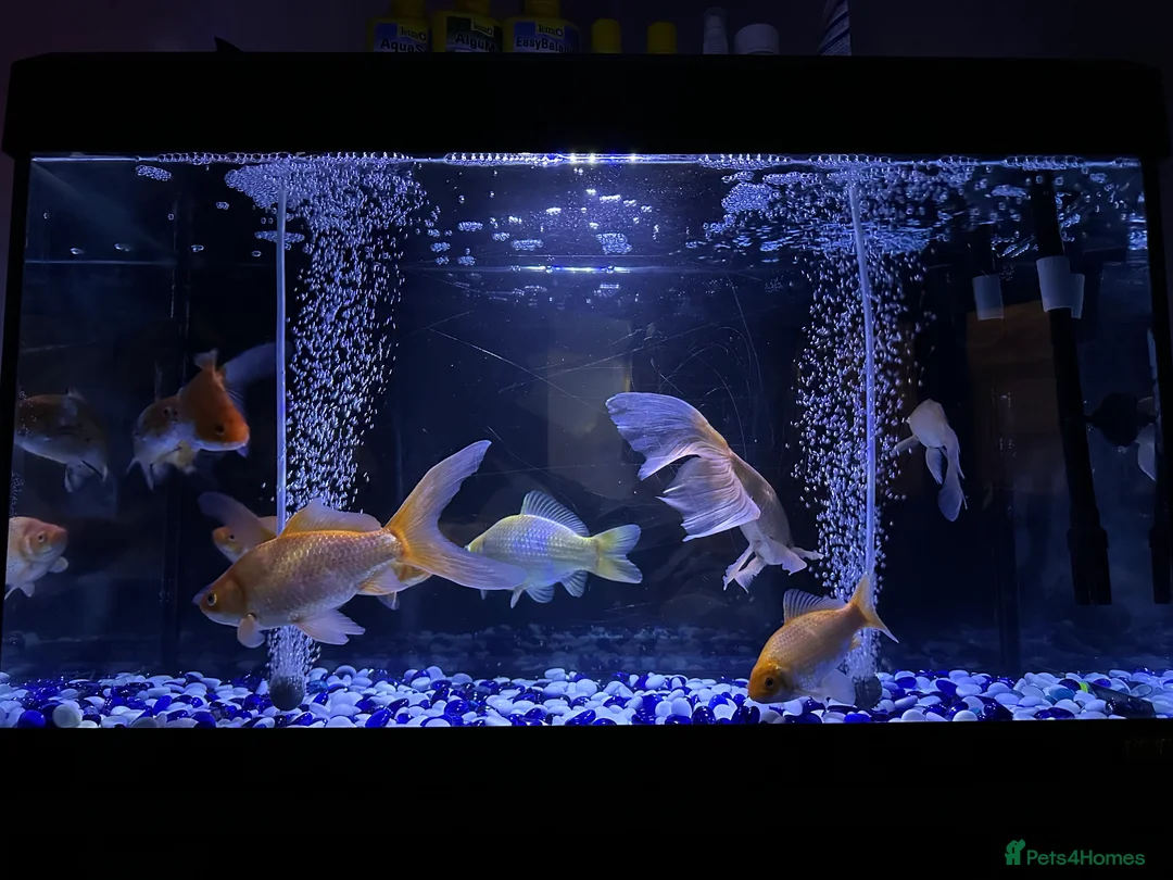 Goldfish fish for sale: Goldfish  - Advert 4