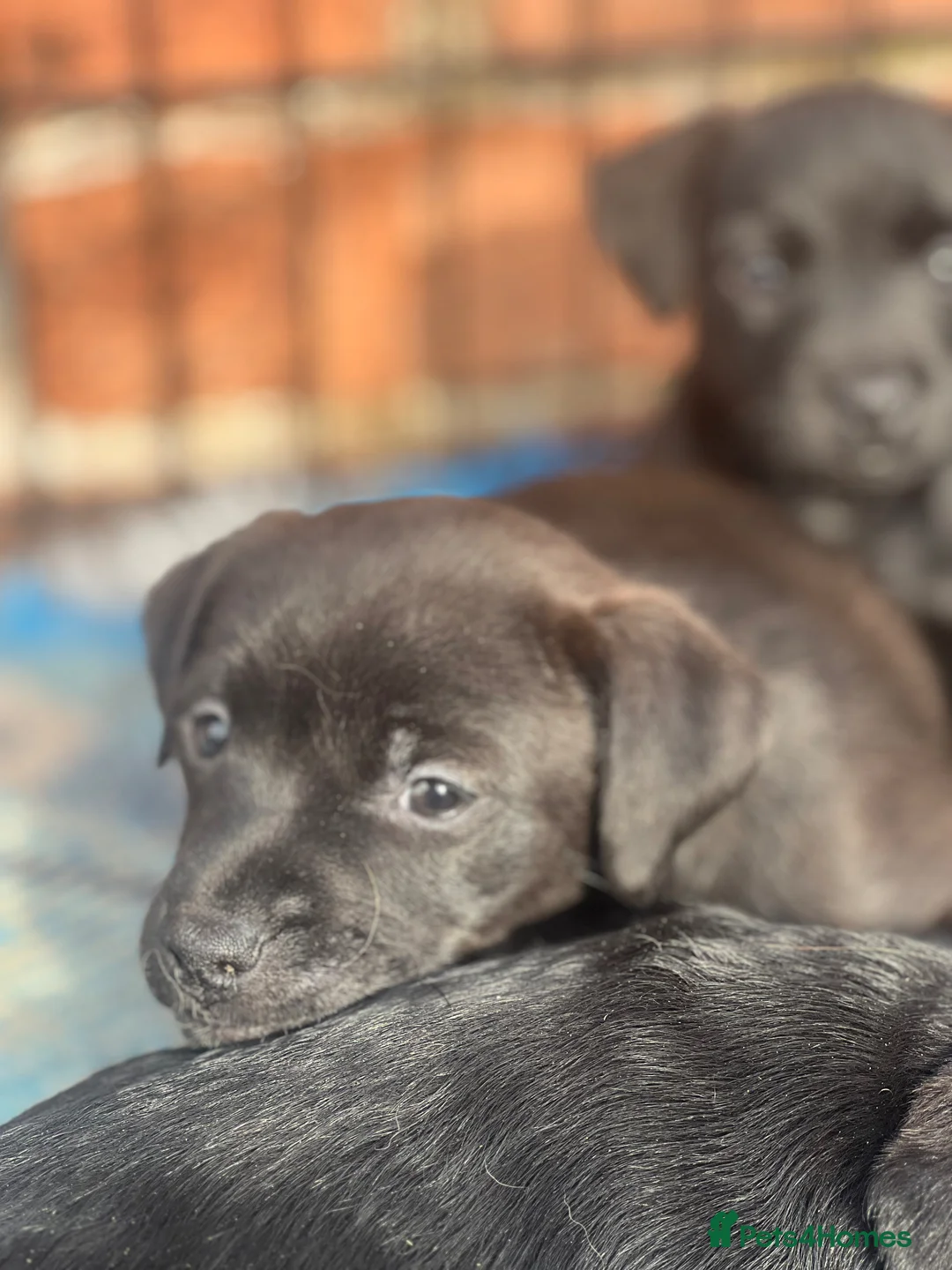 Mixed Breed dogs for sale: Patterdale x Lakeland terrier 1 girl left - Advert 14