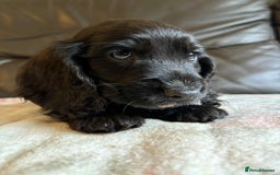 Cocker Spaniel dogs for sale: Show type Cocker Spaniel Puppies - Image 6