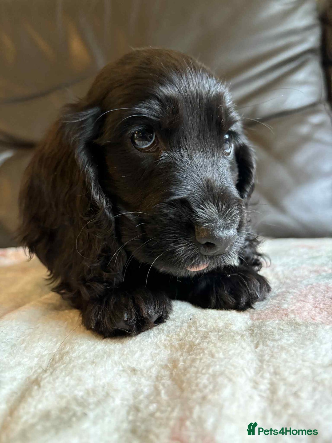 Cocker Spaniel dogs for sale: Show type Cocker Spaniel Puppies - Image 6
