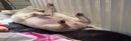 Chihuahua dogs for sale: 6 month old Female Chihuahua - Advert 11