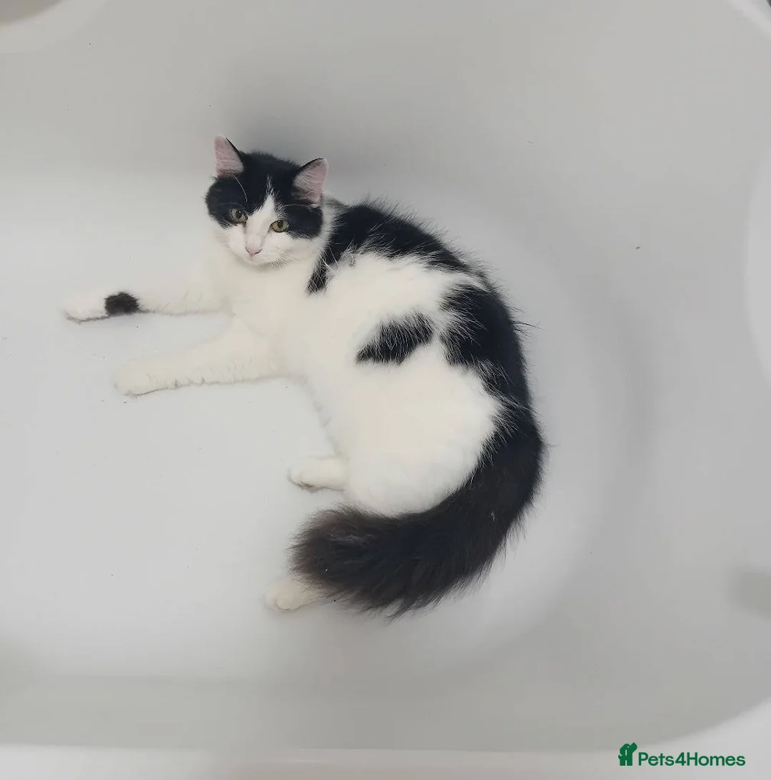 British Longhair cats for sale: 1 2 year old female domestic longhair - Advert 1