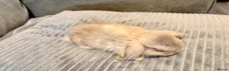 Mini Lop rabbits for sale: Pure Mini Lop Rabbits - Advert 2