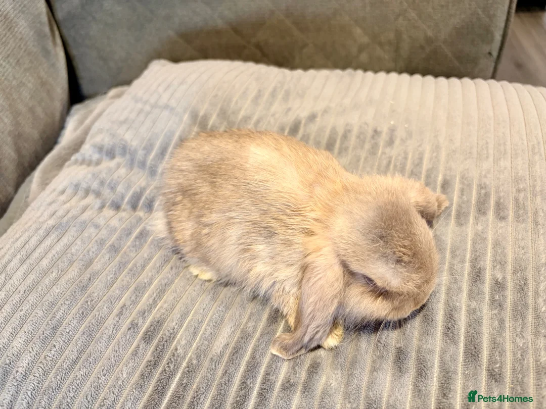 Mini Lop rabbits for sale: Pure Mini Lop Rabbits - Advert 2