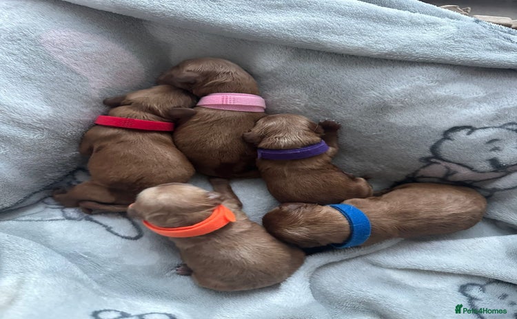 Cavapoo dogs - Advert 3
