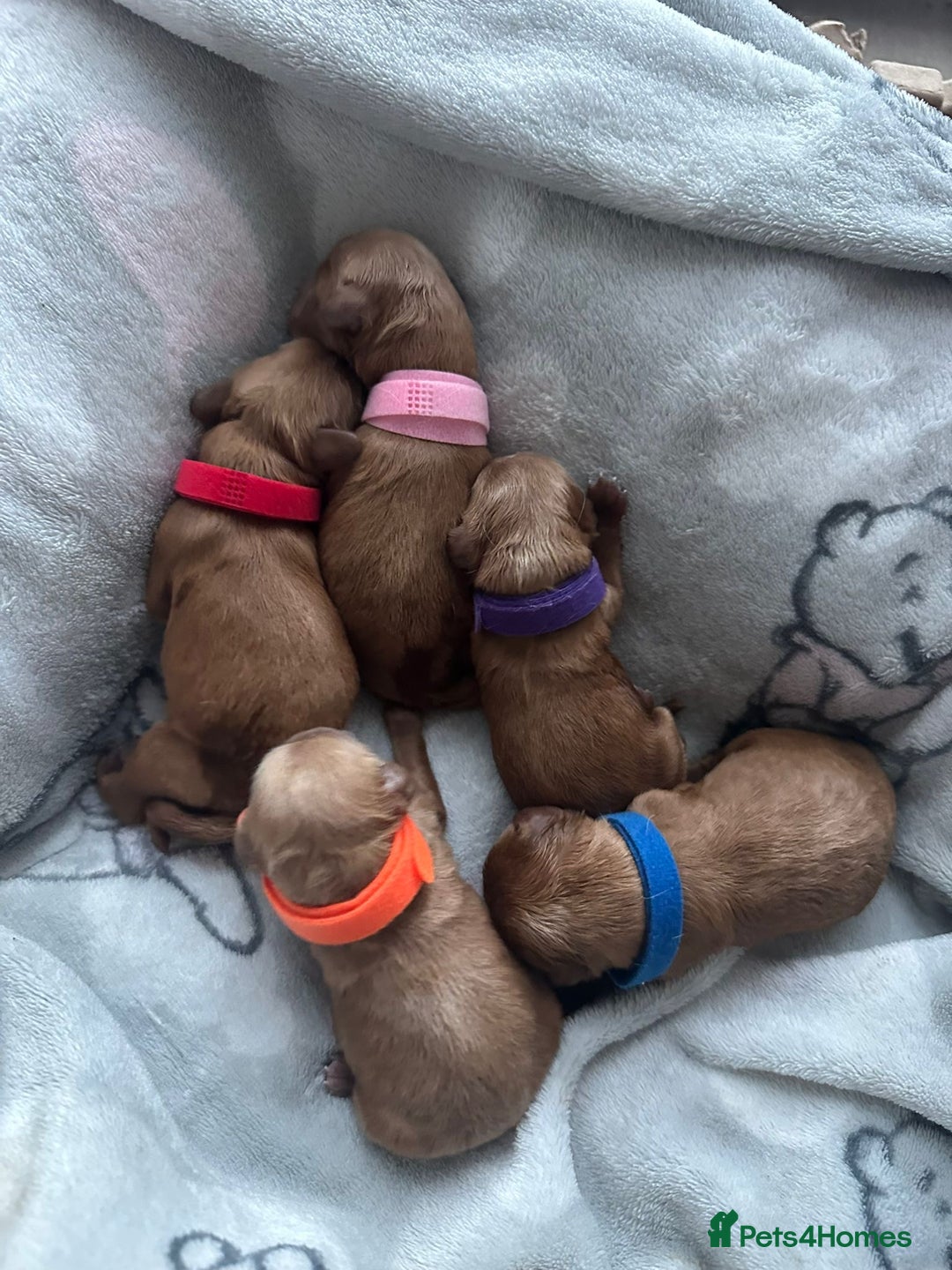 Cavapoo dogs for sale: Gorgeous Puppies ✨🐶 5 in litter Cavapo f1b dog   - Image 1