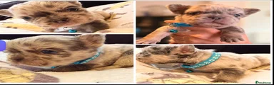 Puppy 1 blue collar. Prince