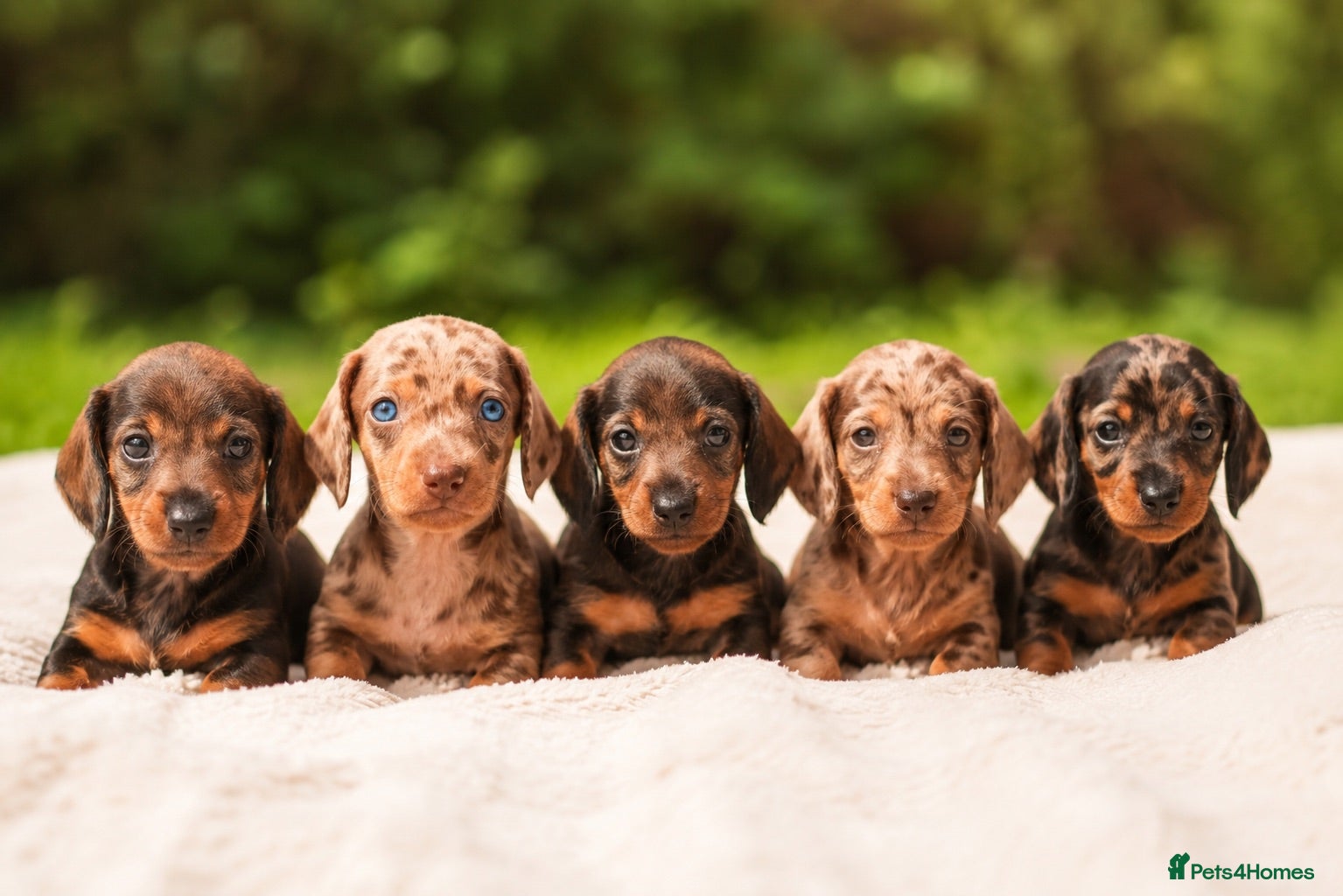 Dachshund dogs Rare Standard Wire Haired Dapple Dachshunds  - Advert 1