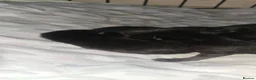 Siamese cats for sale: 5 Siamese X Black British Shorthair - Advert 3