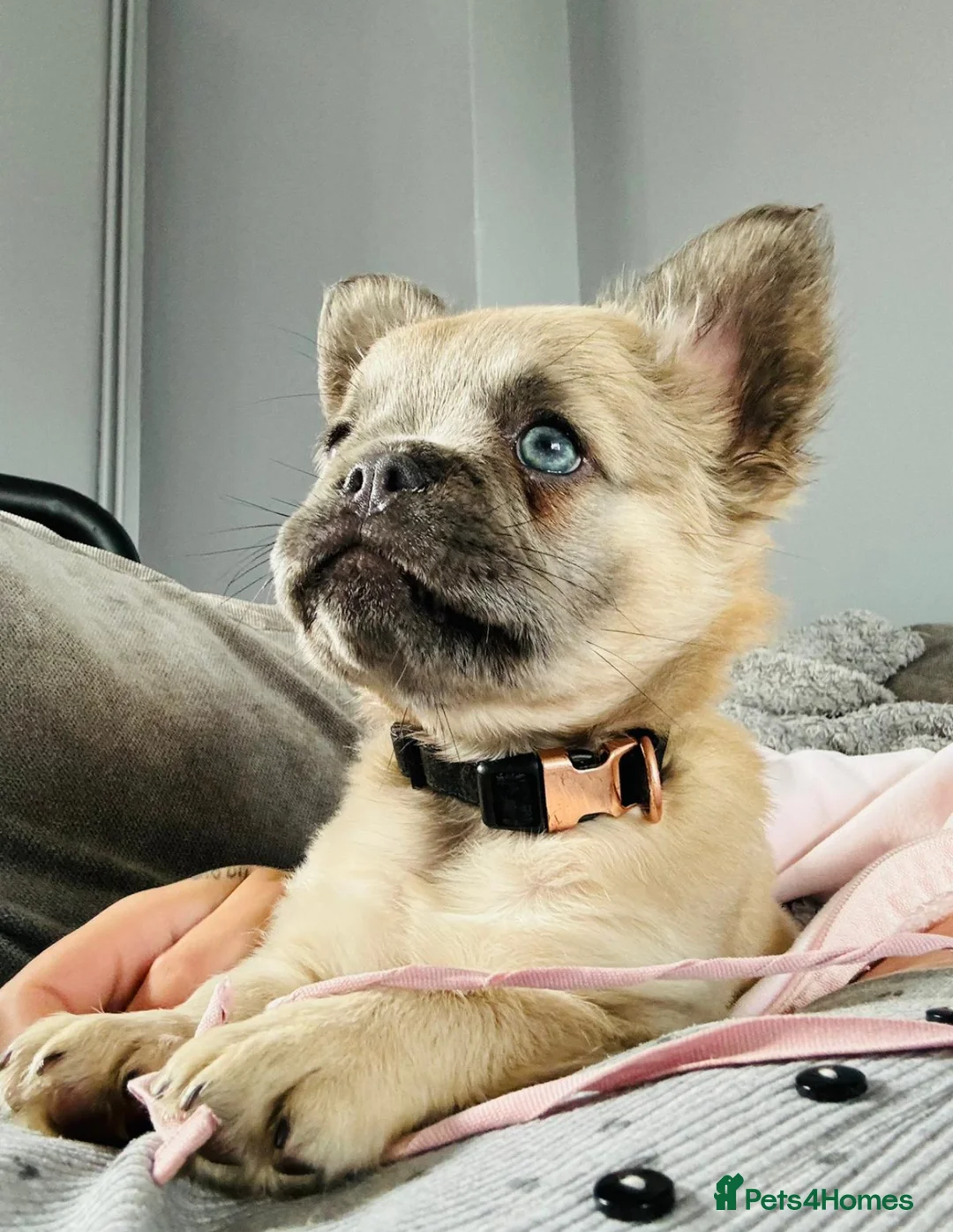 French Bulldog dogs for stud: FULL FLUFFY FRENCHIE KC REGISTERED Small compact  in Haywards Heath - Advert 7