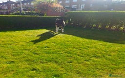 Akita dogs for stud: American Akita for Stud - Image 11