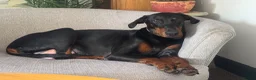 Dobermann dogs for sale: American x European Dobermann Pinscher Pups in Alfreton - Advert 1
