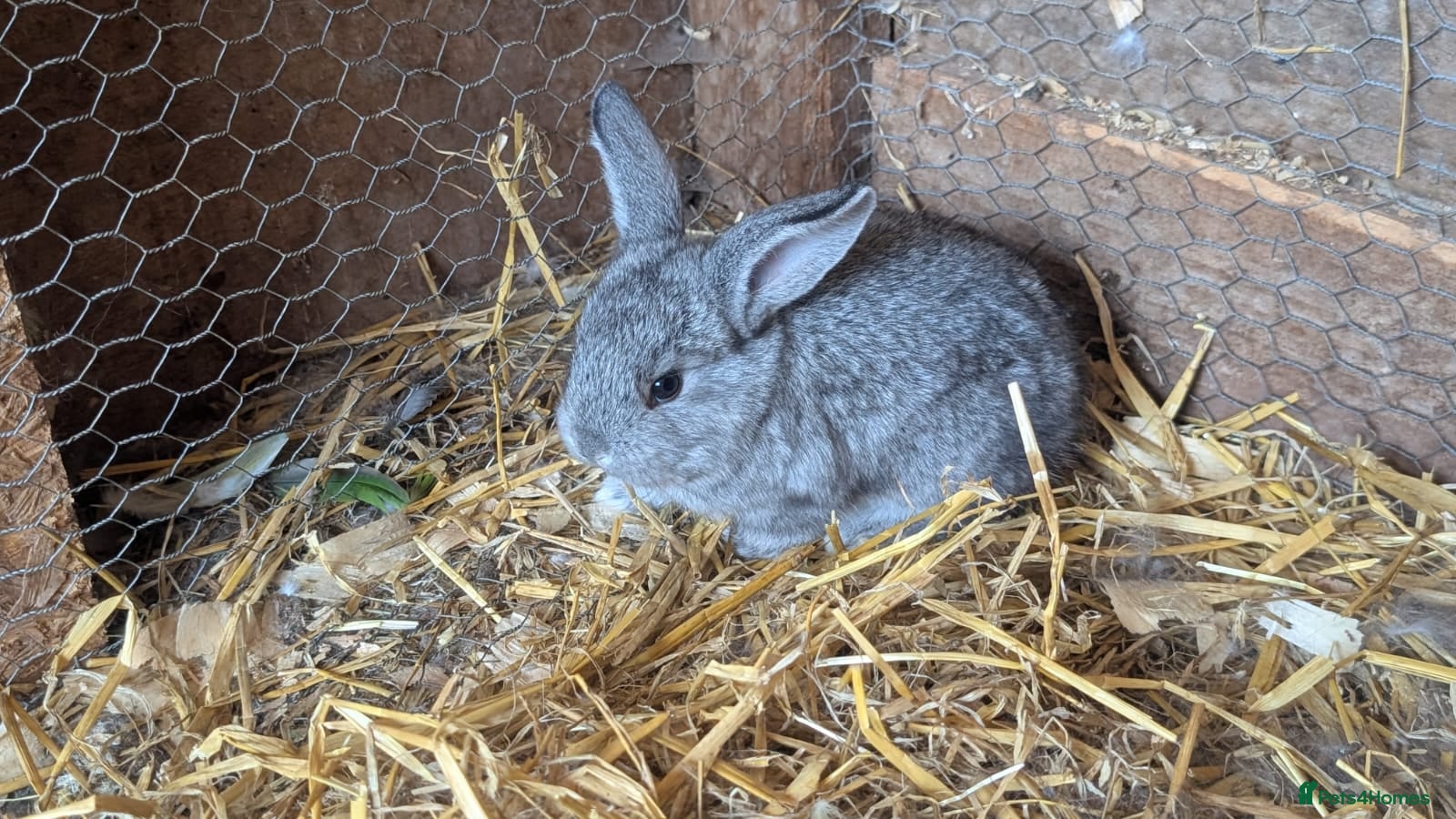 Continental Giant rabbits Continental cross French lop  - Advert 11