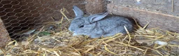 Continental Giant rabbits for sale: Continental cross French lop  - Advert 1