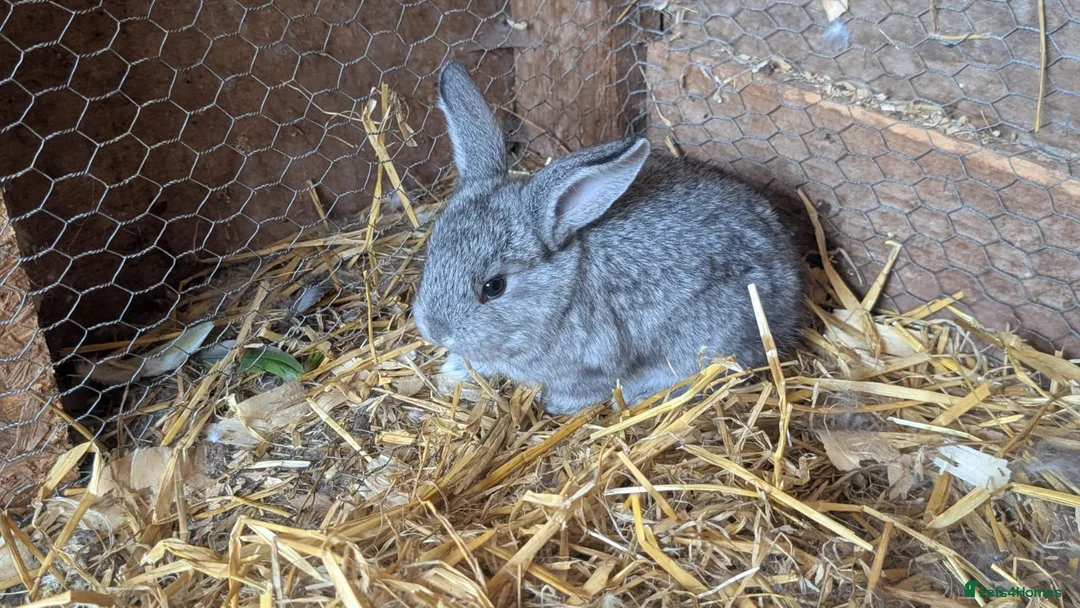 Continental Giant rabbits for sale: Continental cross French lop  - Advert 1