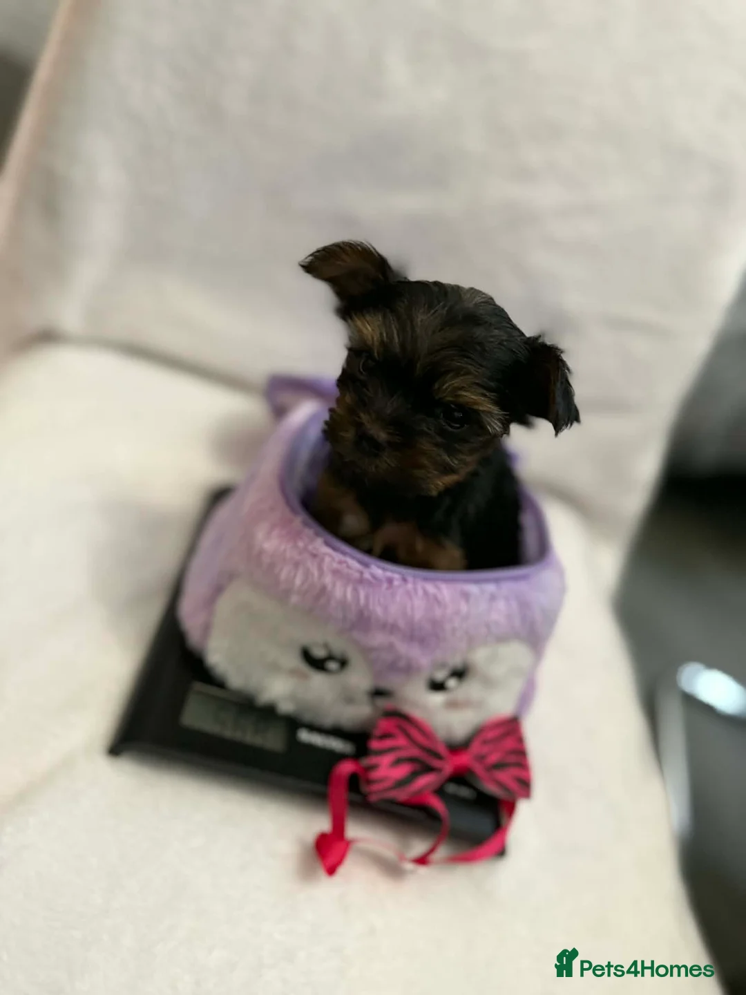 Yorkshire Terrier dogs for sale: Looking for a loving home🏠❤️ - Advert 4