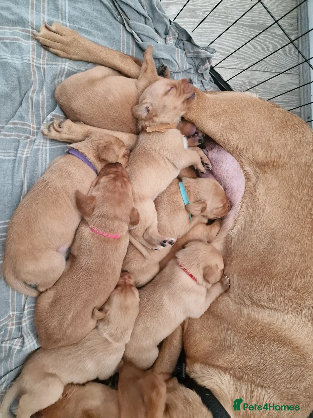 Labrador Retriever dogs for sale: Ready Now! Beautiful Red Fox Labrador Puppies - Advert 17