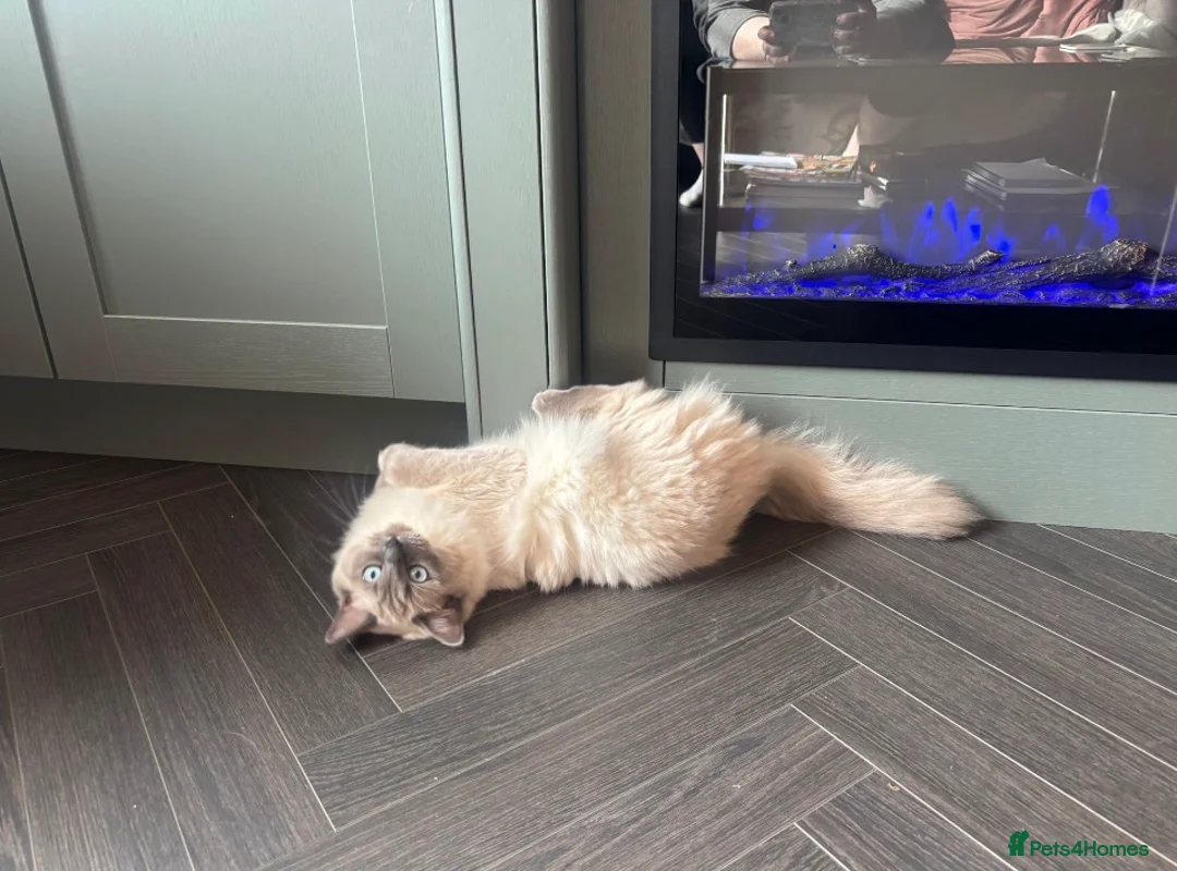 Ragdoll cats for sale: Beautiful 6mo ragdoll girl in Didcot - Advert 2