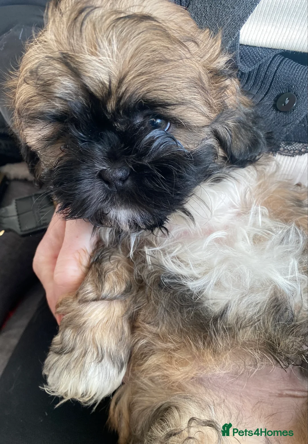 Shih Tzu dogs for sale: pure breed shih tzu puppy , only 1 left - Advert 4