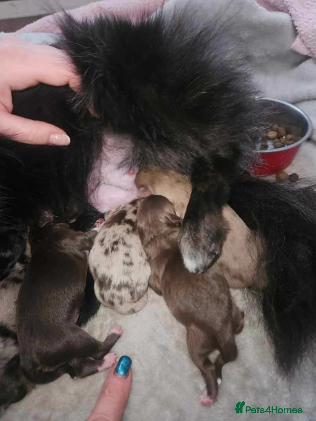 Chihuahua dogs for stud: kc lilac long haired chihuahua for Stud in South Shields - Advert 22