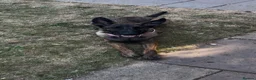 Mixed Breed dogs for sale: Dutch herder X GSD in Wakefield - Advert 5