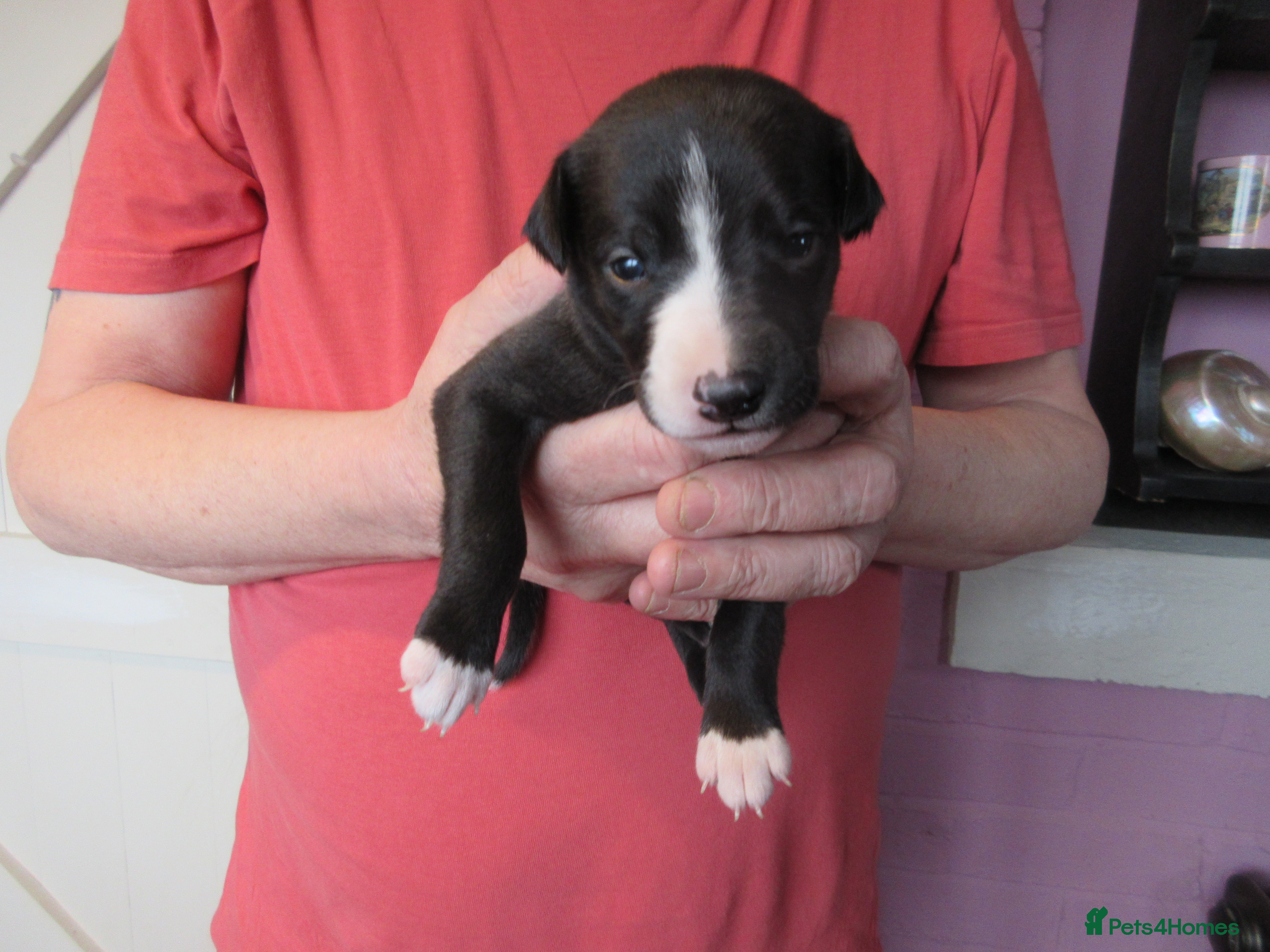 Whippet dogs KC DNA health tested, show quality Whippets - Advert 10