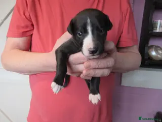 Whippet dogs KC DNA health tested, show quality Whippets - Advert 10