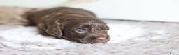 Cavapoo dogs for sale: F1 rare chocolate/choc Merle Cavapoo pups - Advert 30