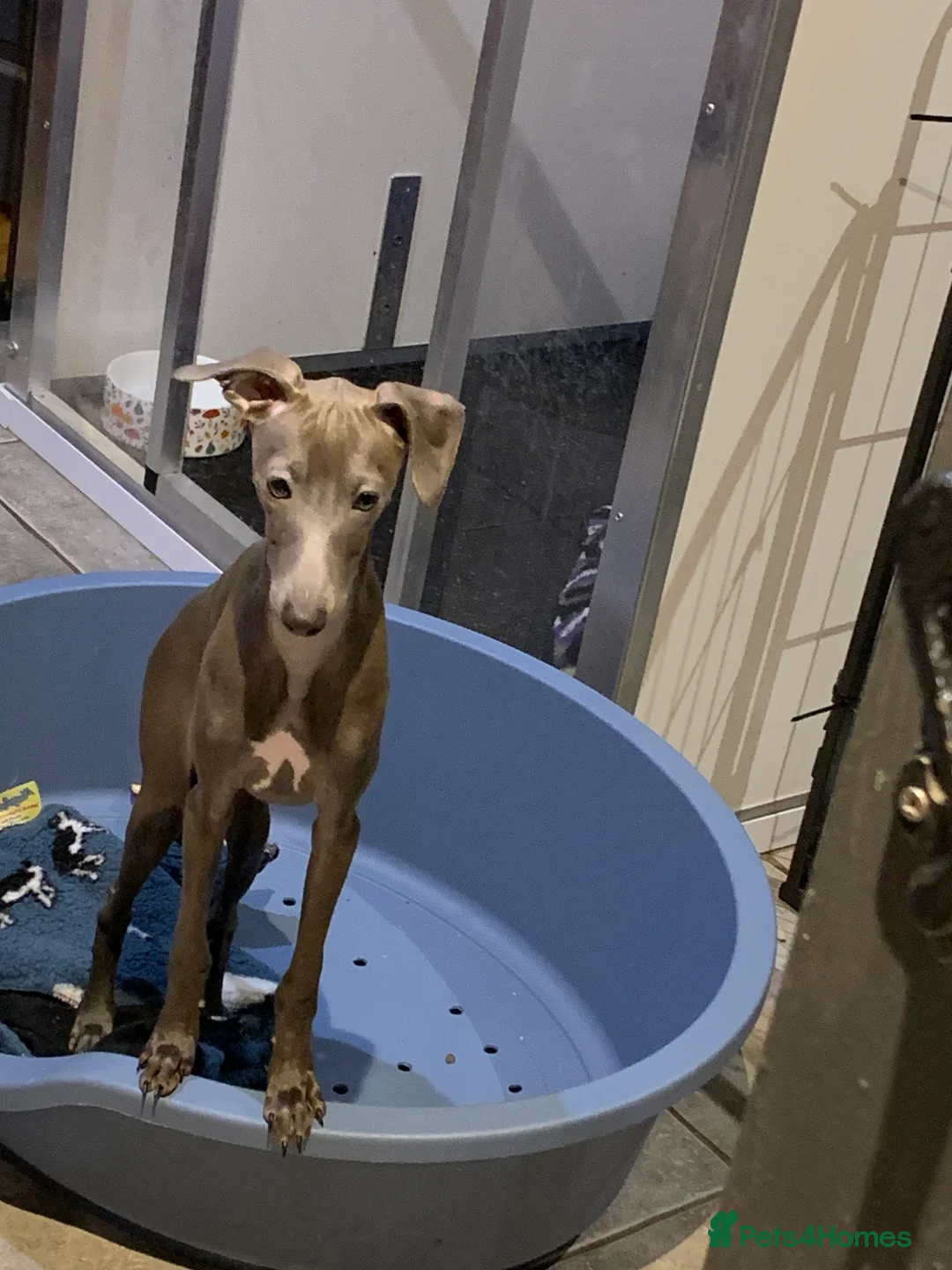 Italian Greyhound dogs for sale: Only one quality Italian greyhound boy left  - Advert 1