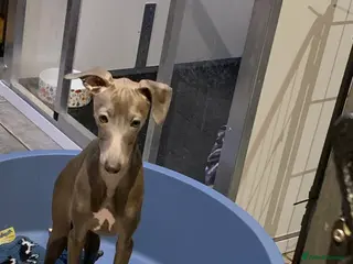 Italian Greyhound dogs Only one quality Italian greyhound boy left - Advert 1