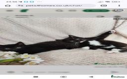British Shorthair cats for sale: Beautiful kittens  - Image 2