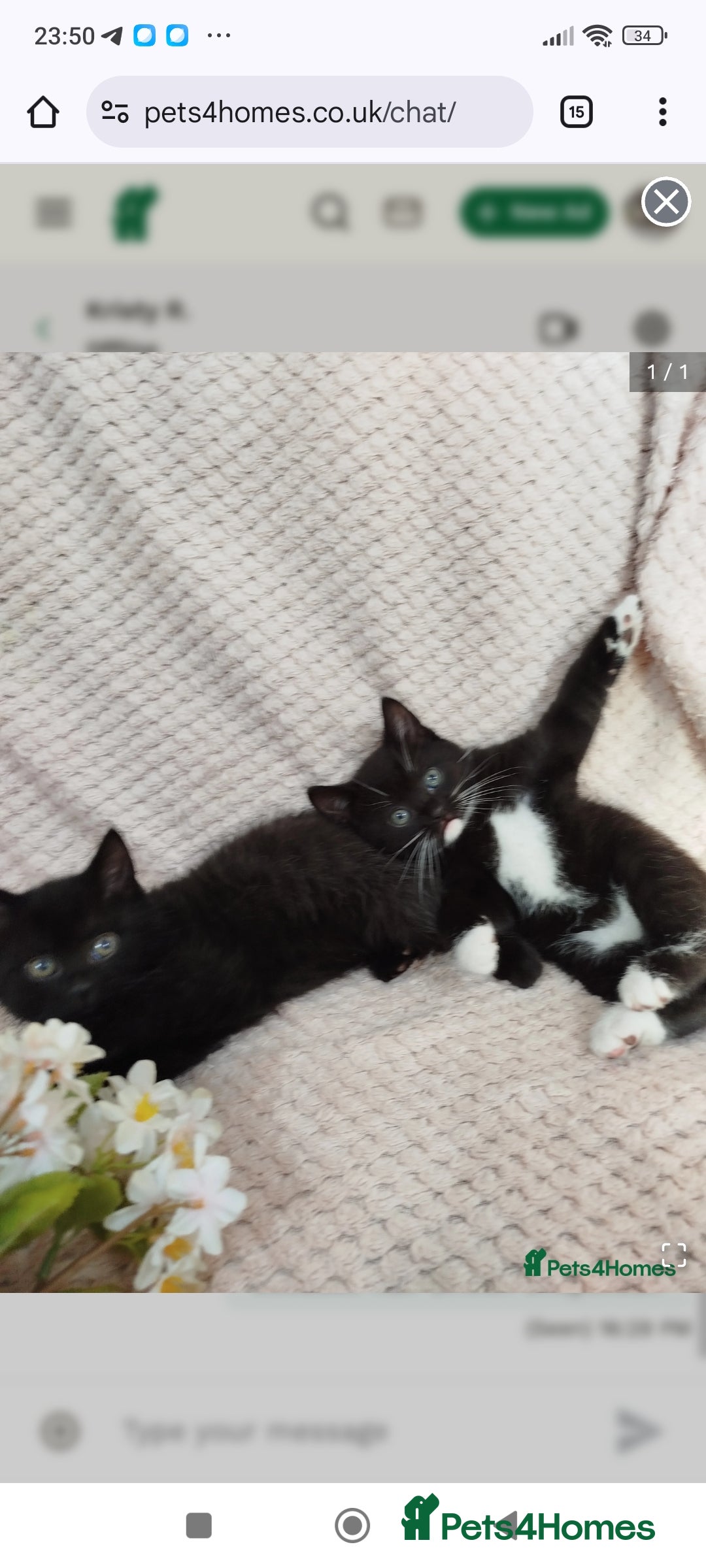 British Shorthair cats for sale: Beautiful kittens  - Image 2