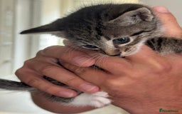 Mixed Breed cats for sale: Tabby Male Kitten - Image 2