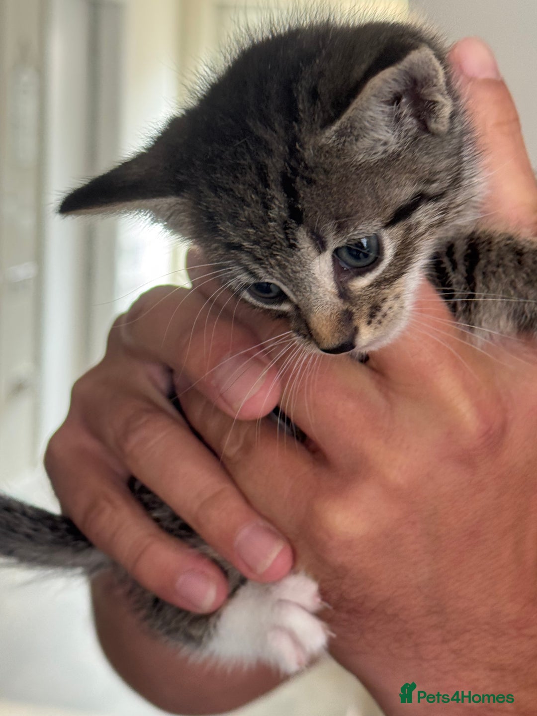 Mixed Breed cats for sale: Tabby Male Kitten - Image 2