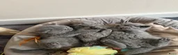 British Shorthair cats for sale: Stunning GCCF Reg. British Shorthair Kittens 🐾 - Advert 14