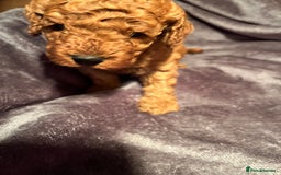 Cavapoo dogs for sale: Cavapoo puppies  - Image 4